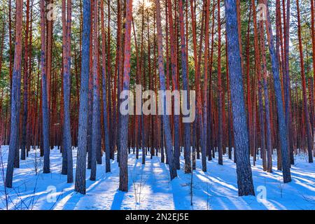 Sunset or sunrise in the spring pine forest covered with a snow. Sunbeams shining through the pine trunks. Stock Photo