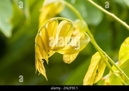 The leaves of the Averrhoa bilimbi plant which are transparent brownish green are exposed to sunlight, the background of green leaves is blurred Stock Photo