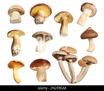 Set of different fresh mushrooms on white background Stock Photo