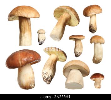 Set of fresh edible mushrooms on white background Stock Photo