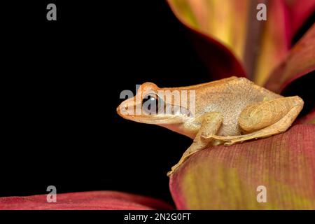 Boophis tephraeomystax, endemic species of frog in the family Mantellidae. Ranomafana National Park, Madagascar wildlife animal Stock Photo