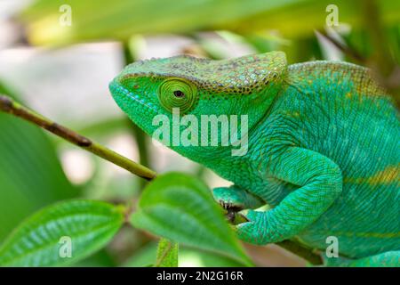 Parson's chameleon (Calumma parsonii) is a large endemic species of chameleon in the family Chamaeleonidae, female climbing on tree. Reserve Peyrieras Stock Photo