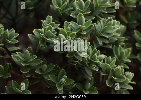 Evergreen plant Hebe with pale, fine leaves.Callitrichaceae Evergreen. Plantaginaceae Stock Photo