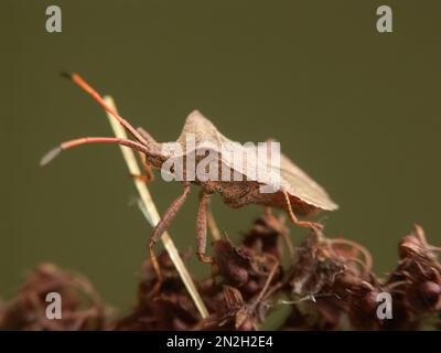 Detailed Closeup On The Adult Imago Hawthorn Shield Bug, Acanthosoma 