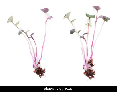 Fresh organic microgreen sprouts on white background Stock Photo