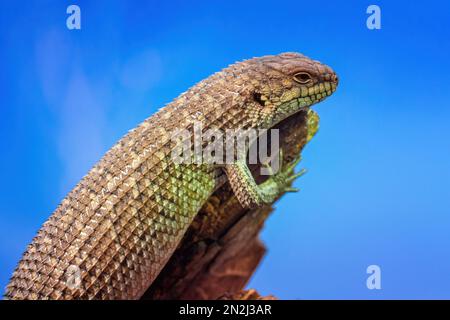 Gidgee Skink basking on log, Egernia stokesii. Stock Photo