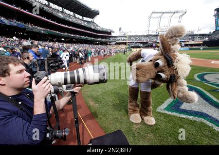 June 05, 2016: Seattle Mariner's mascot, Mariner Moose during the Athletics  at Astros baseball game at Minute Maid Park, Houston, Texas. (Photo by Ken  Murray/icon Sportswire) (Icon Sportswire via AP Images Stock