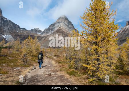 Hiking the Valley of Ten Peaks track in autumn, Banff national Park. Canadian Rockies. Stock Photo