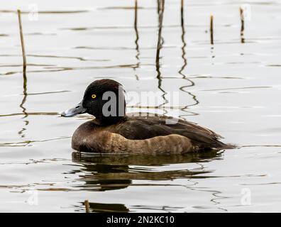 A solitary female Tufted Duck, (Aythya fuligula), also known as the Tufted Pochard, on a lake in Fleetwood, Lancashire, UK Stock Photo