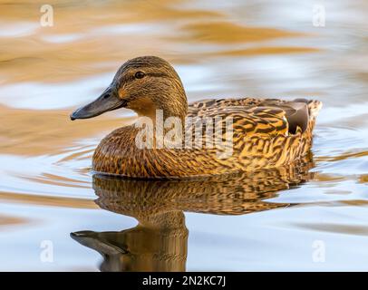 A solitary female Mallard duck, (Anas platyrhynchos), on a lake in Fleetwood, Lancashire, UK Stock Photo