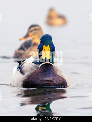 Several Mallard ducks, (Anas platyrhynchos), on a lake in Fleetwood, Lancashire, UK Stock Photo