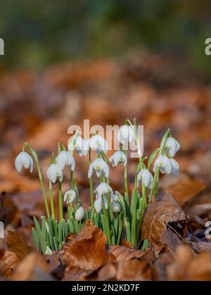 A clump of Snowdrops, (Galanthus nivalis), growing wild, surrounded by fallen leaves, in a woodland at Lytham Hall, in Lytham, Lancashire, uk Stock Photo