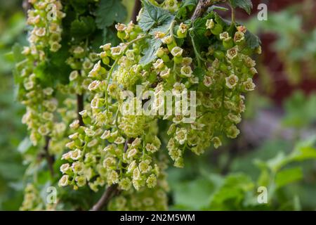 Unripe red currants hanging on the branches of bushes on a summer sunny day Stock Photo