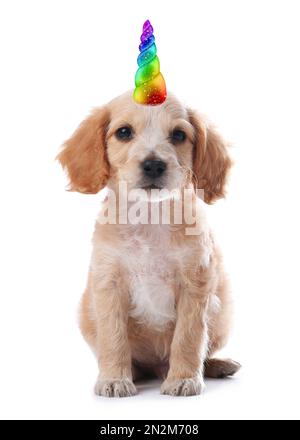 Cute puppy with rainbow unicorn horn on white background Stock Photo