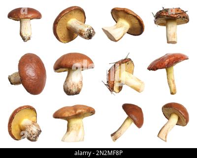 Set of fresh slippery jack mushrooms on white background Stock Photo