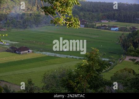 Rice fields in valley surrounded by tropical rainforest Stock Photo