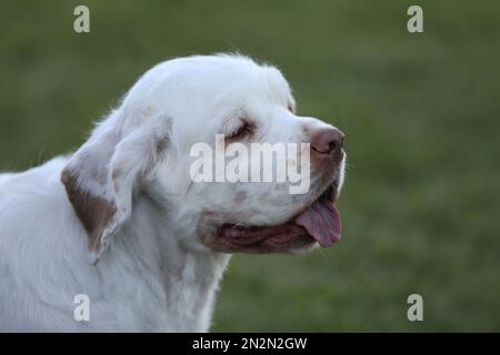 portrait of beautiful clumber spaniel dog. close up Stock Photo