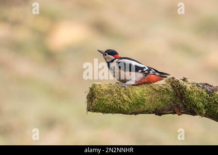 Great spotted woodpecker (Dendrocopos major) perched on a moss covered decaying branch. Perthshire Scotland UK. March 2022 Stock Photo