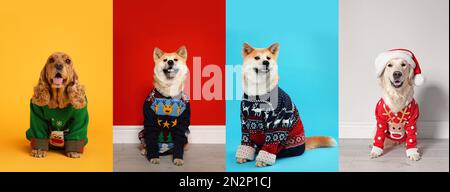 Cute dogs in Christmas sweaters on color backgrounds Stock Photo - Alamy