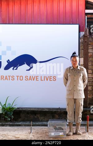 Seim Reip Rats Asia, Cambodia, Siem Reap, Apopo visitor center, staff at the land mine ...