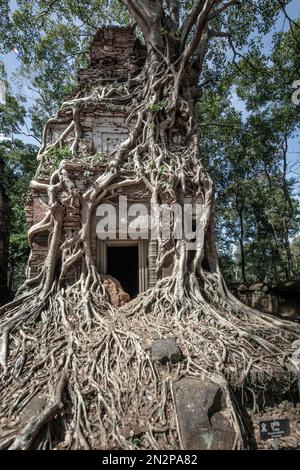 Cambodia, Koh Ker, Prasat Pram temple main sanctuary building, covered in rainforest tree roots. Koh Ker is a 10th Century city north of Angkor Stock Photo