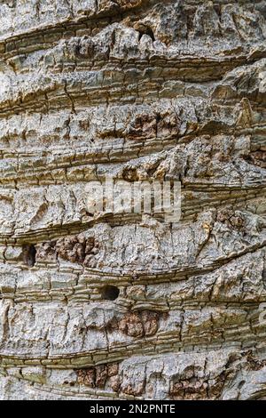 Canary Island date palm, (Phoenix canariensis), trunk texture, close view Stock Photo