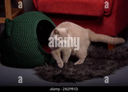 Close-up of a grey cat standing on a rug by a dog bed in a living room Stock Photo