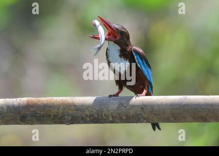 White throated kingfisher on a branch holding a fish in its beak, Indonesia Stock Photo