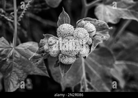 Real burdock fruits on stem on cloudy one summer day in black and white Stock Photo