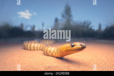 Wild woma python (Aspidites ramsayi) on sandy substrate with vegetation in background, central Australia, Australia Stock Photo