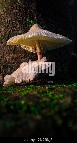 A vertical shot of white mushrooms growing under the tree in the forest Stock Photo