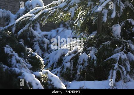 snow covered pine tree. pattern of branches Stock Photo