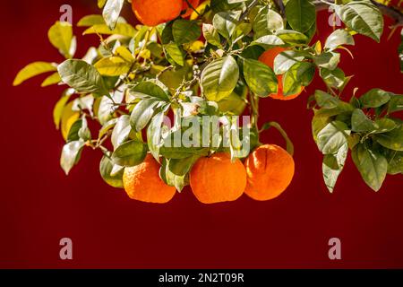 Ripe Seville Oranges Hanging on Tree, with a Red Wall Behind Stock Photo