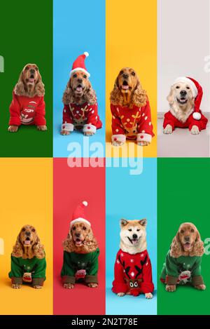 Cute dogs in Christmas sweaters on color backgrounds Stock Photo - Alamy