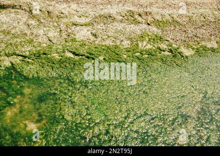 Swamp algae. Green algae patterns on the water. Green swamp. The polluted water were covered with film and algae. Green algae on water surface due to Stock Photo