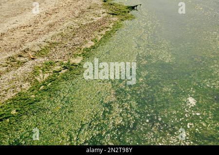 Swamp algae. Green algae patterns on the water. Green swamp. The polluted water were covered with film and algae. Green algae on water surface due to Stock Photo