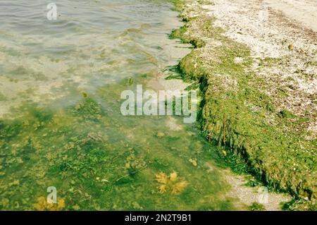 Swamp algae. Green algae patterns on the water. Green swamp. The polluted water were covered with film and algae. Green algae on water surface due to Stock Photo