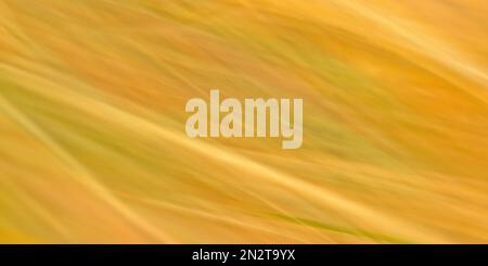 Yellow Abstract Horizontal Background Stock Photo