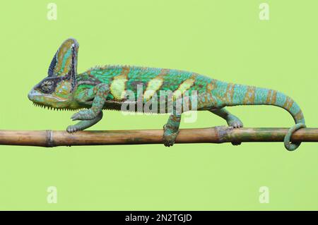 Close-up of a veiled chameleon (Chamaeleo calyptratus) walking on a branch, Indonesia Stock Photo