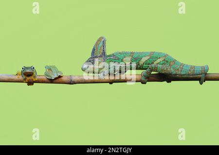 Close-up of a veiled chameleon (Chamaeleo calyptratus) walking towards two miniature frogs on a branch, Indonesia Stock Photo