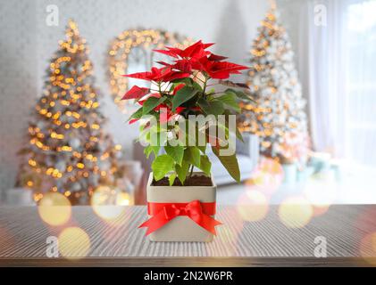 Christmas traditional poinsettia flower on table in decorated room Stock Photo