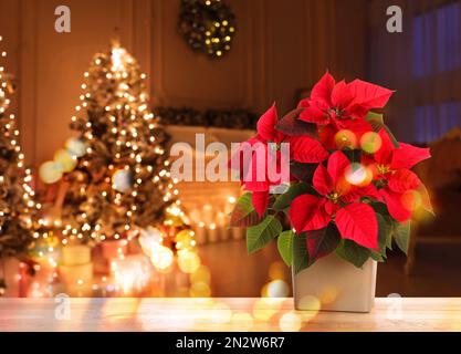 Christmas traditional poinsettia flower on table in decorated room, space for text Stock Photo