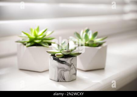 Beautiful potted succulents on white window sill Stock Photo