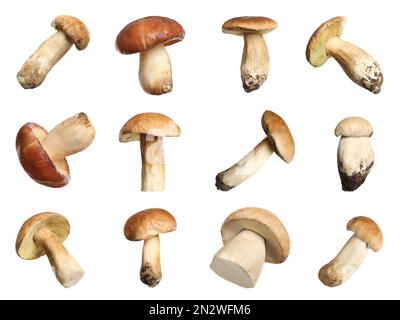 Set of fresh edible mushrooms on white background Stock Photo