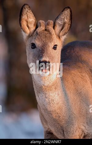 Golden-hour portrait of a cute young roe buck (Capreolus capreolus) with tiny velvet antlers on a cold winter day. His mouth is open as he is staring Stock Photo