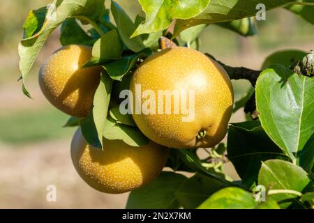 Pyrus pyrifolia Niitaka, Asian Pear Niitaka Pear, nashi pear, apple pear, sand pear, melon pear. Brown-russet fruit on the tree Stock Photo