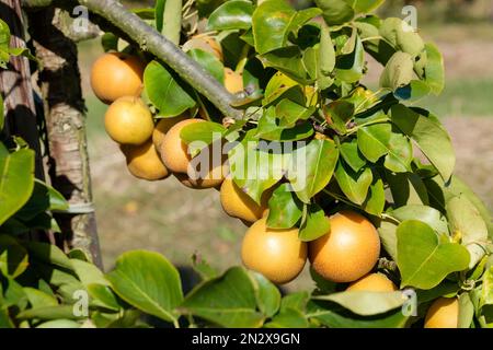 Pyrus pyrifolia Niitaka, Asian Pear Niitaka Pear, nashi pear, apple pear, sand pear, melon pear. Brown-russet fruit on the tree Stock Photo