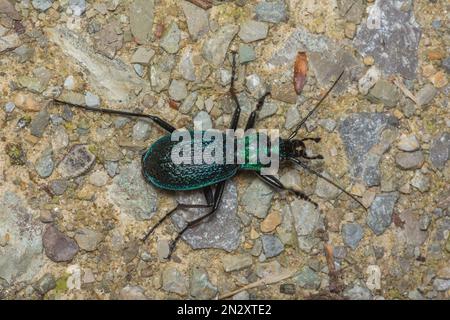 Carabus intricatus var. neustrius, Blue Ground Beetle, Dunkelblauer Laufkäfer, green variation Stock Photo