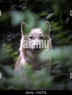 A wolf staring down the camera. THESE INCREDIBLE images get up close and personal with these stunning animals, creating unique portraits of zoo-born a Stock Photo