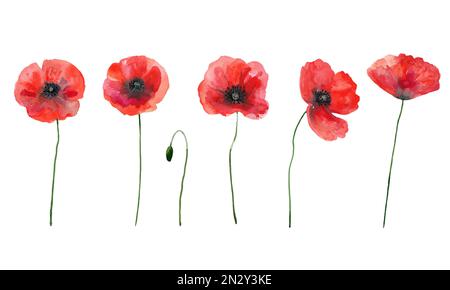 Vector set of red poppies. Colorful meadow wild flowers. Watercolor hand drawn illustration isolated on white background Stock Vector